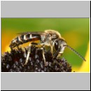 Lasioglossum calceatum - Furchenbiene m01a.jpg